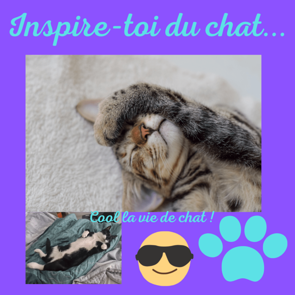 Inspire-toi du chat... Cool la vie de chat !
texte et image par la Motivologue