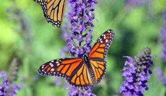 macro photography of butterflies perched on lavender flower